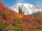 USA-Washington State-Mount Rainier National Park Fall Color and snow-capped Mount Rainier Art Print